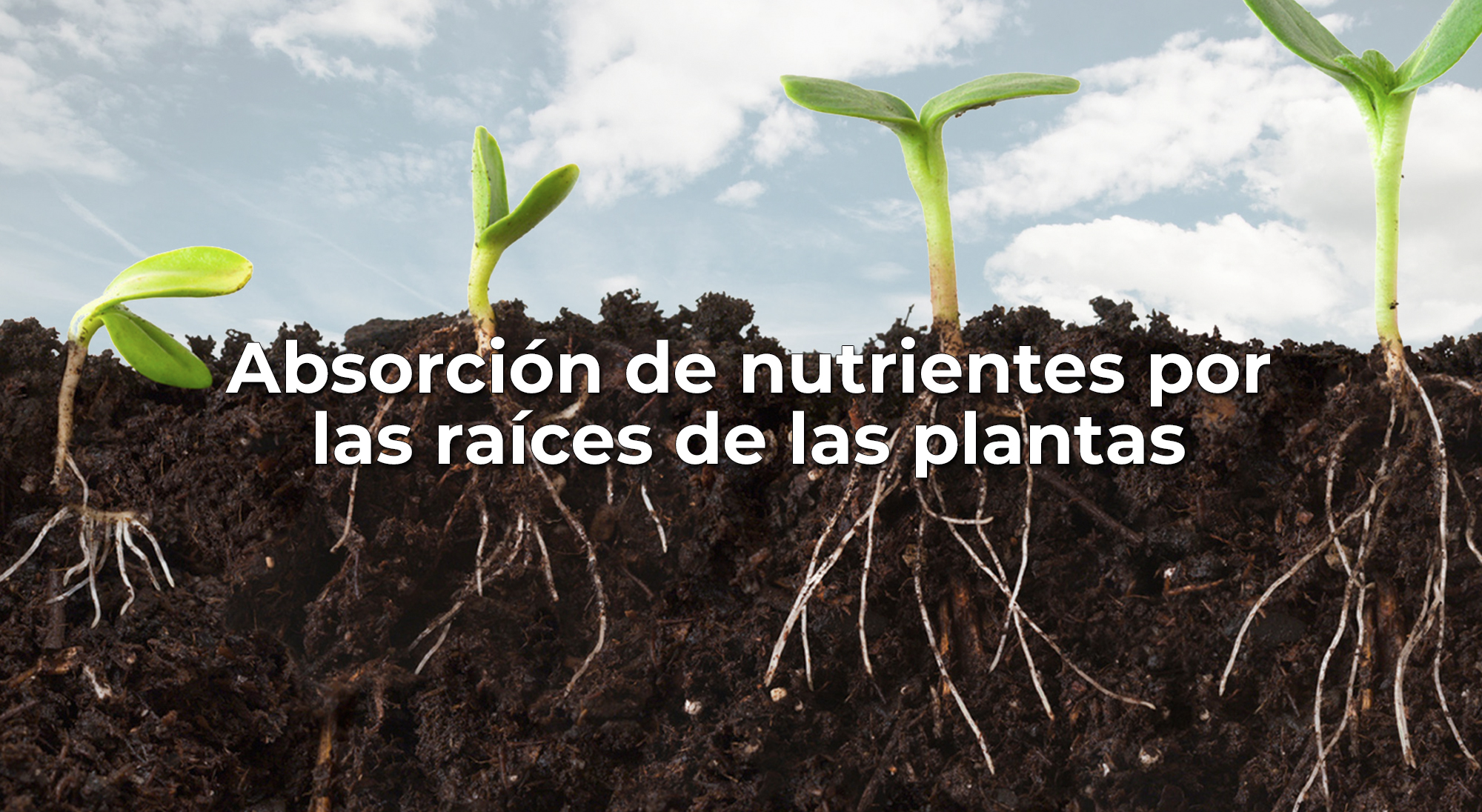 Becks haga turismo comprar Absorción de nutrientes por las raíces de las plantas - QUIFUCA, C.A.